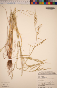 Festuca microstachys image