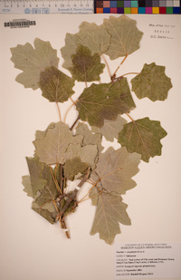 Image of Populus canadensis