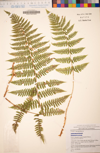 Dryopteris arguta image