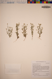 Cryptantha glomeriflora image