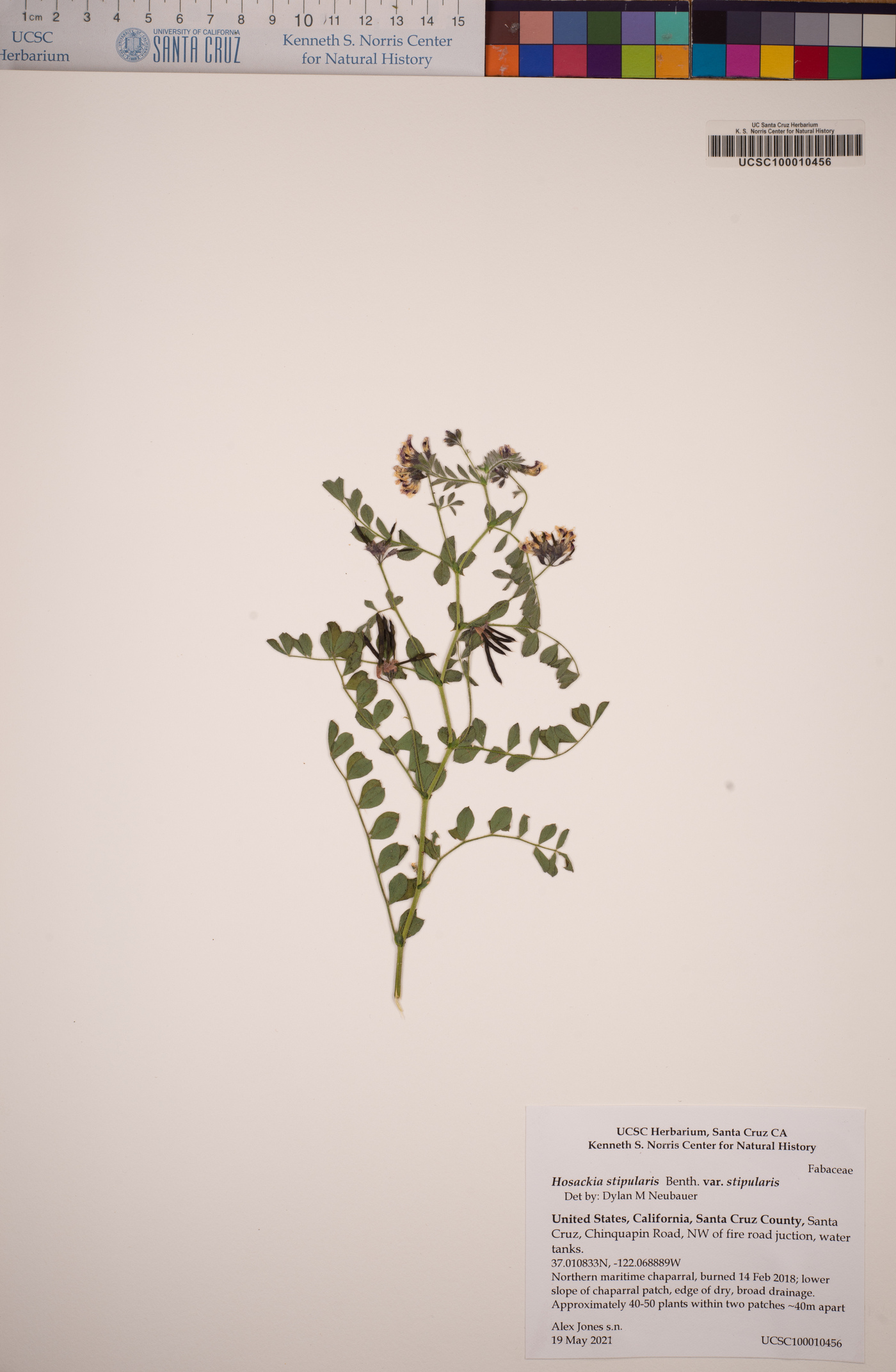 Hosackia stipularis var. stipularis image