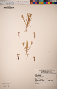 Plantago erecta image