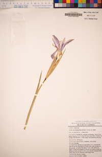 Iris douglasiana image