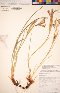 Iris fernaldii image