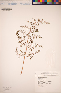 Pellaea andromedifolia image