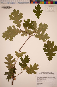 Quercus kelloggii image