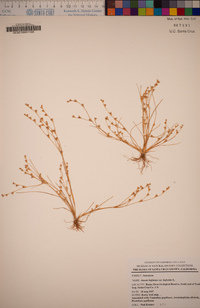 Juncus bufonius image