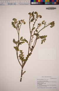 Phacelia brachyloba image