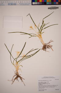 Leucocrinum montanum image