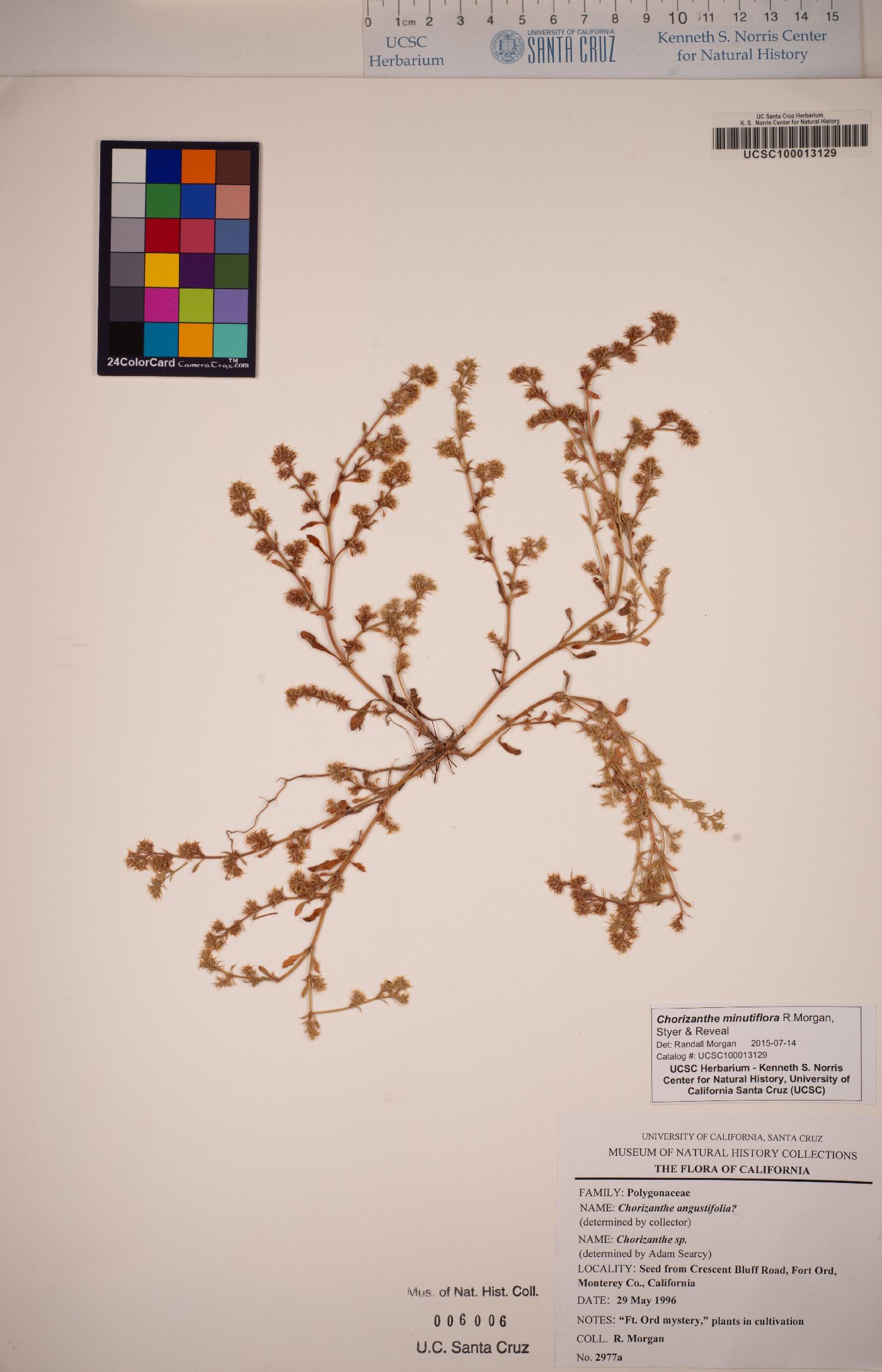 Chorizanthe minutiflora image