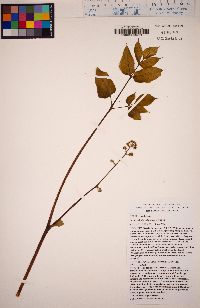 Aralia californica image