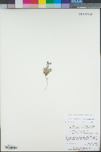 Draba monoensis image