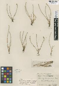 Plagiobothrys lamprocarpus image
