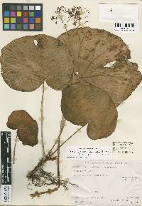 Image of Begonia sousae