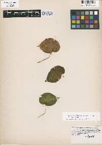 Image of Begonia cristobalensis