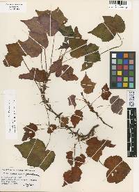 Image of Begonia hubertii