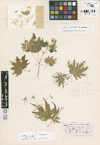 Image of Begonia lachaoensis