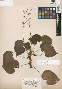 Image of Begonia mazae