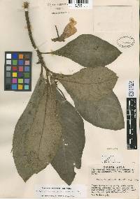Image of Gasteranthus delphinioides
