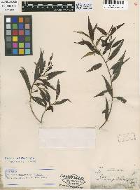 Image of Sagraea penninervis