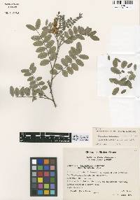 Coursetia polyphylla image