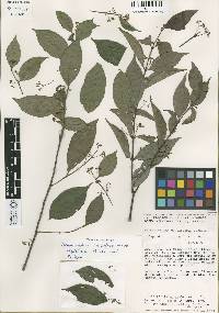 Image of Crossopetalum densiflorum