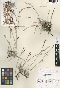 Eriogonum wrightii image