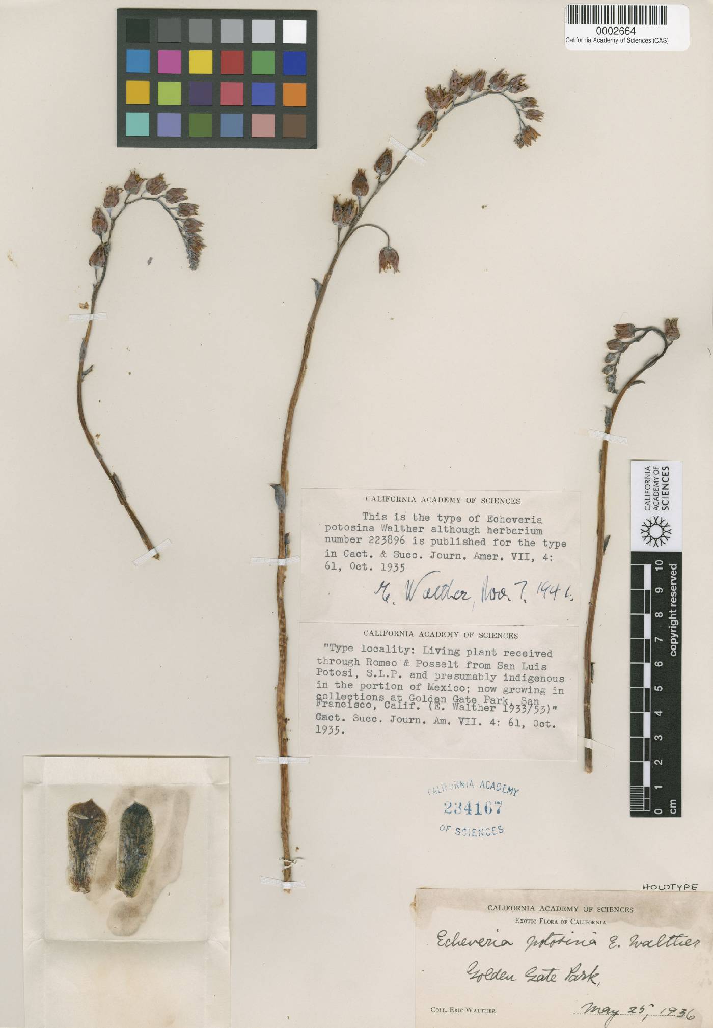 Echeveria elegans image