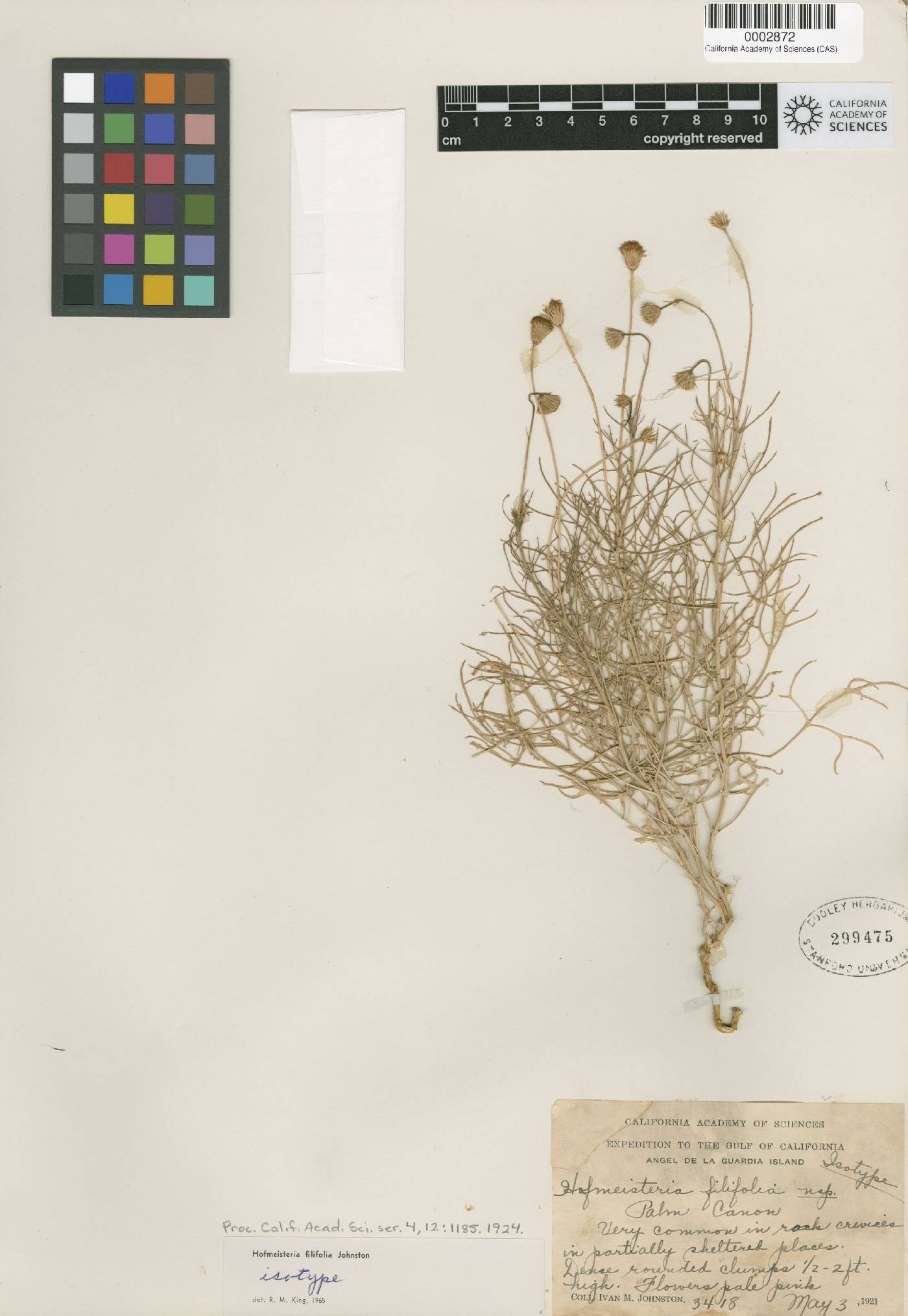 Hofmeisteria filifolia image