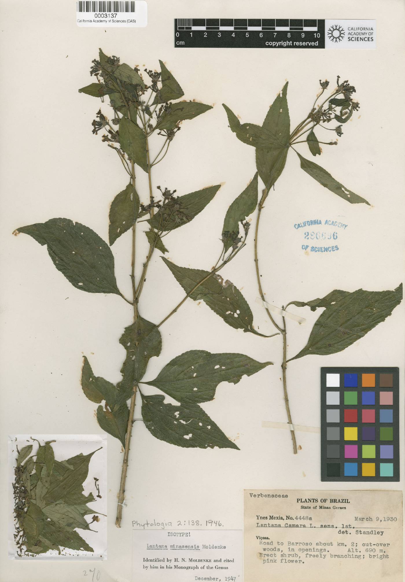 Lantana nivea subsp. nivea image
