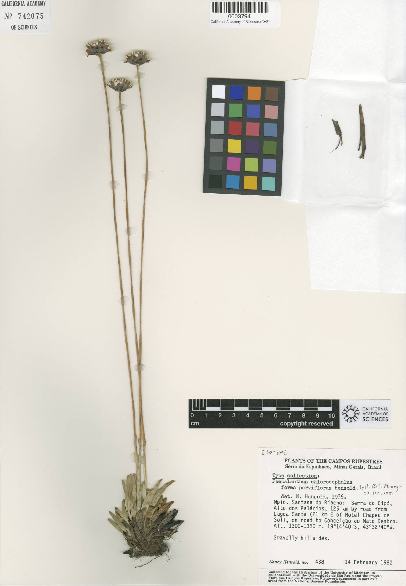 Paepalanthus parviflorus image