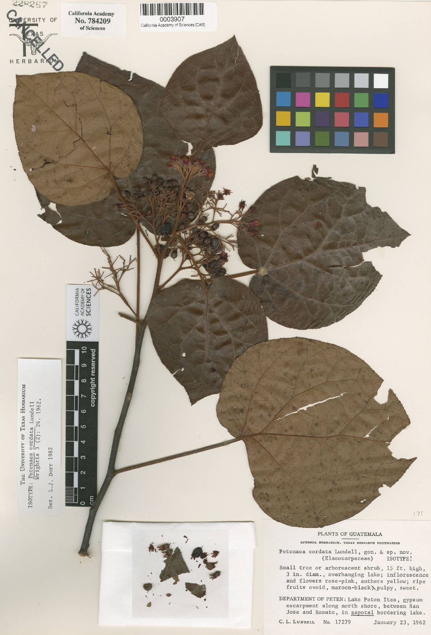Petenaeaceae image