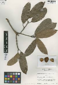 Image of Pouteria areolatifolia