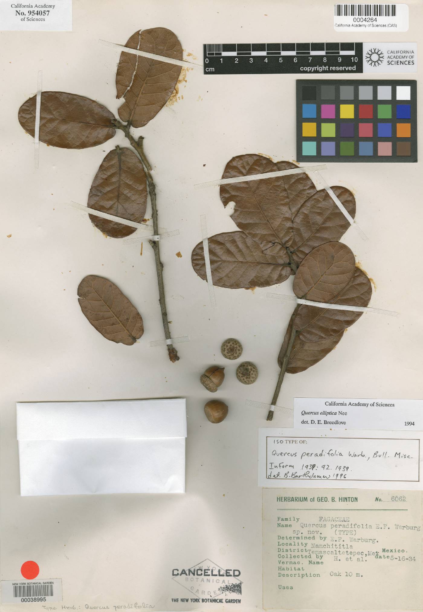 Quercus elliptica image