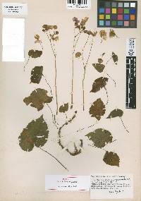 Image of Begonia knoopii