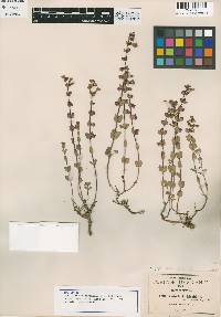 Scutellaria hispidula image