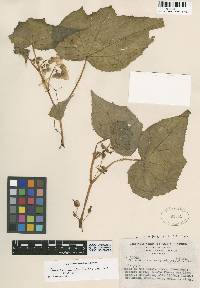 Image of Begonia nemoralis