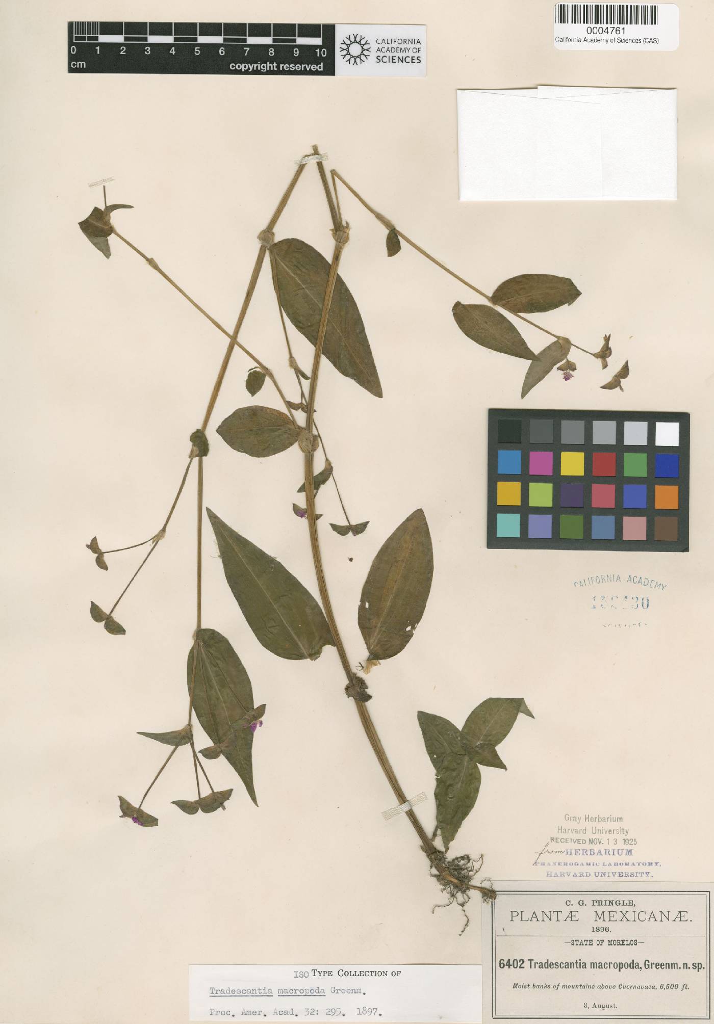 Tradescantia commelinoides image