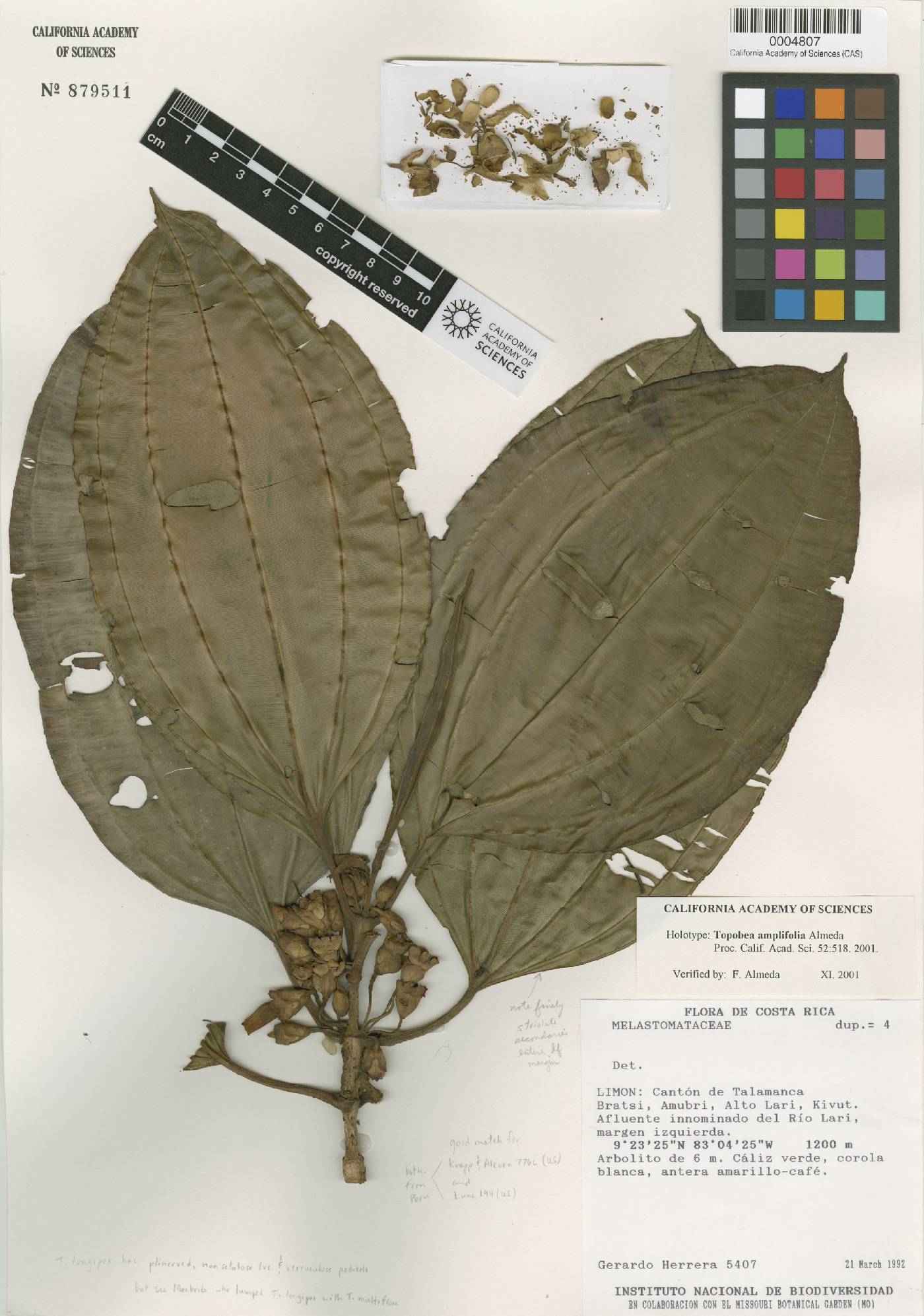 Blakea amplifolia image