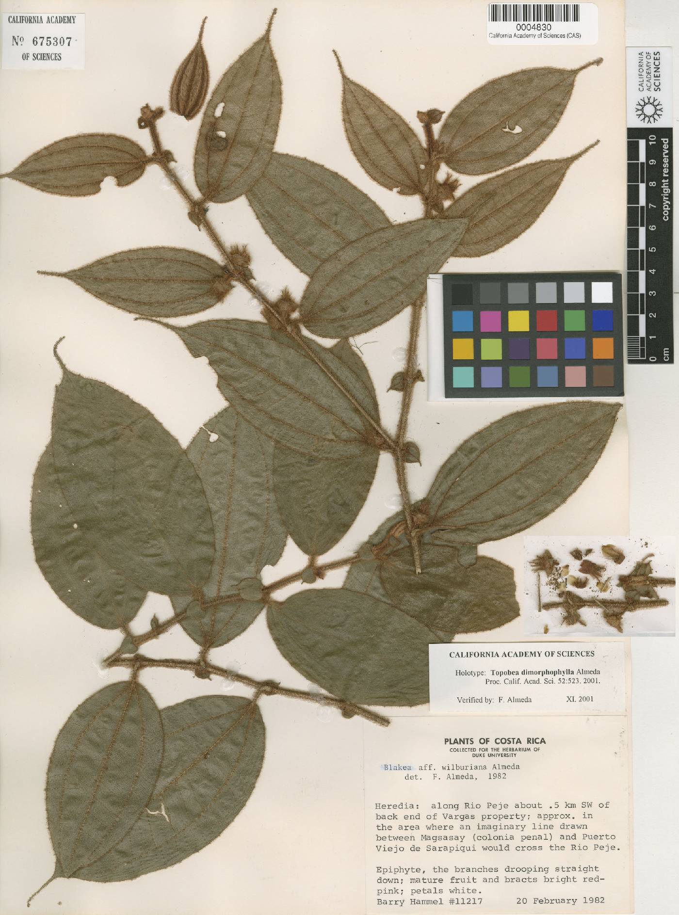 Blakea dimorphophylla image