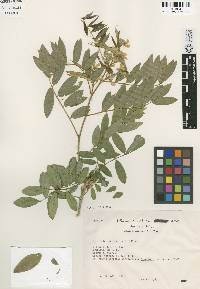 Image of Tephrosia viridiflora