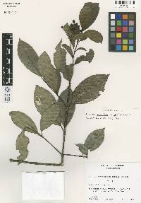 Image of Staphylea paucijuga