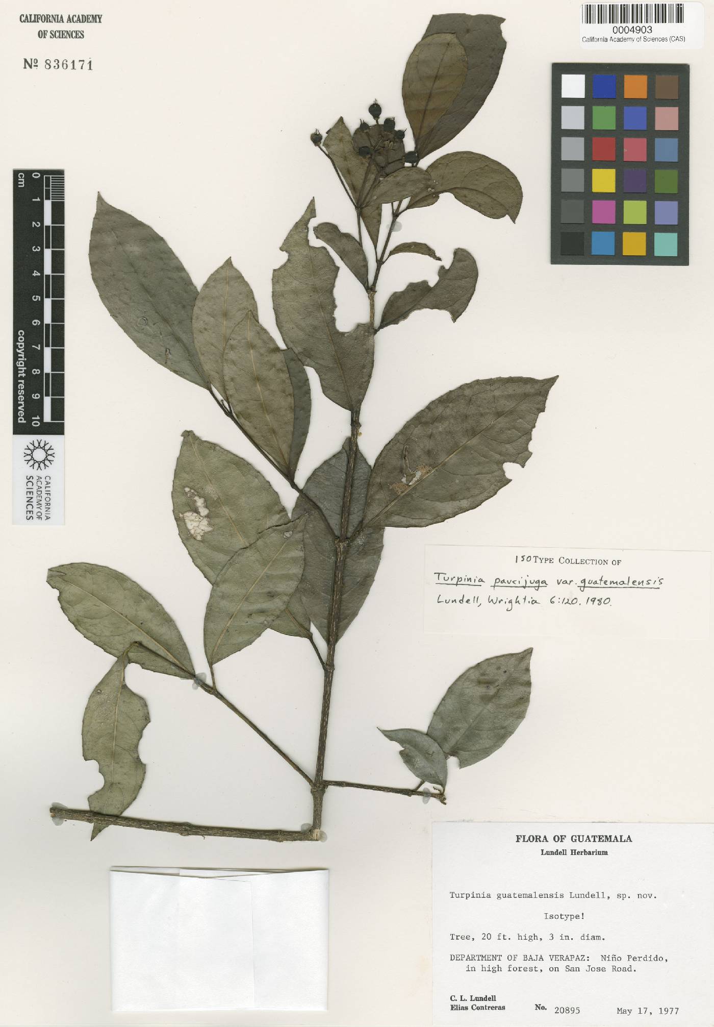 Staphylea paucijuga image