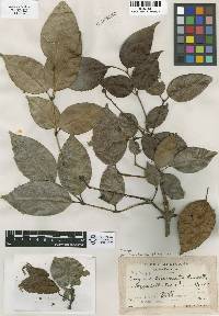 Image of Staphylea tricornuta