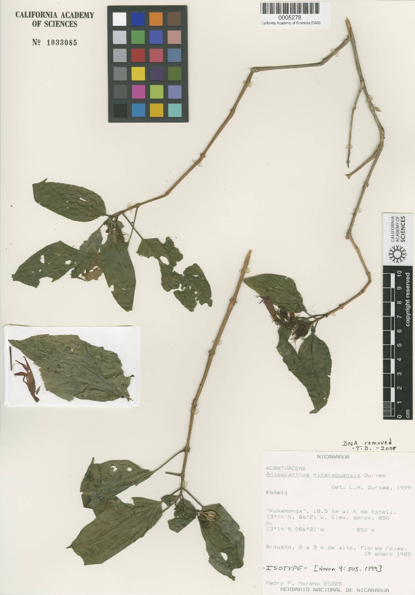 Anisacanthus nicaraguensis image