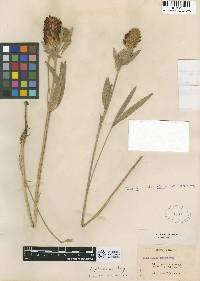 Trifolium plumosum subsp. amplifolium image