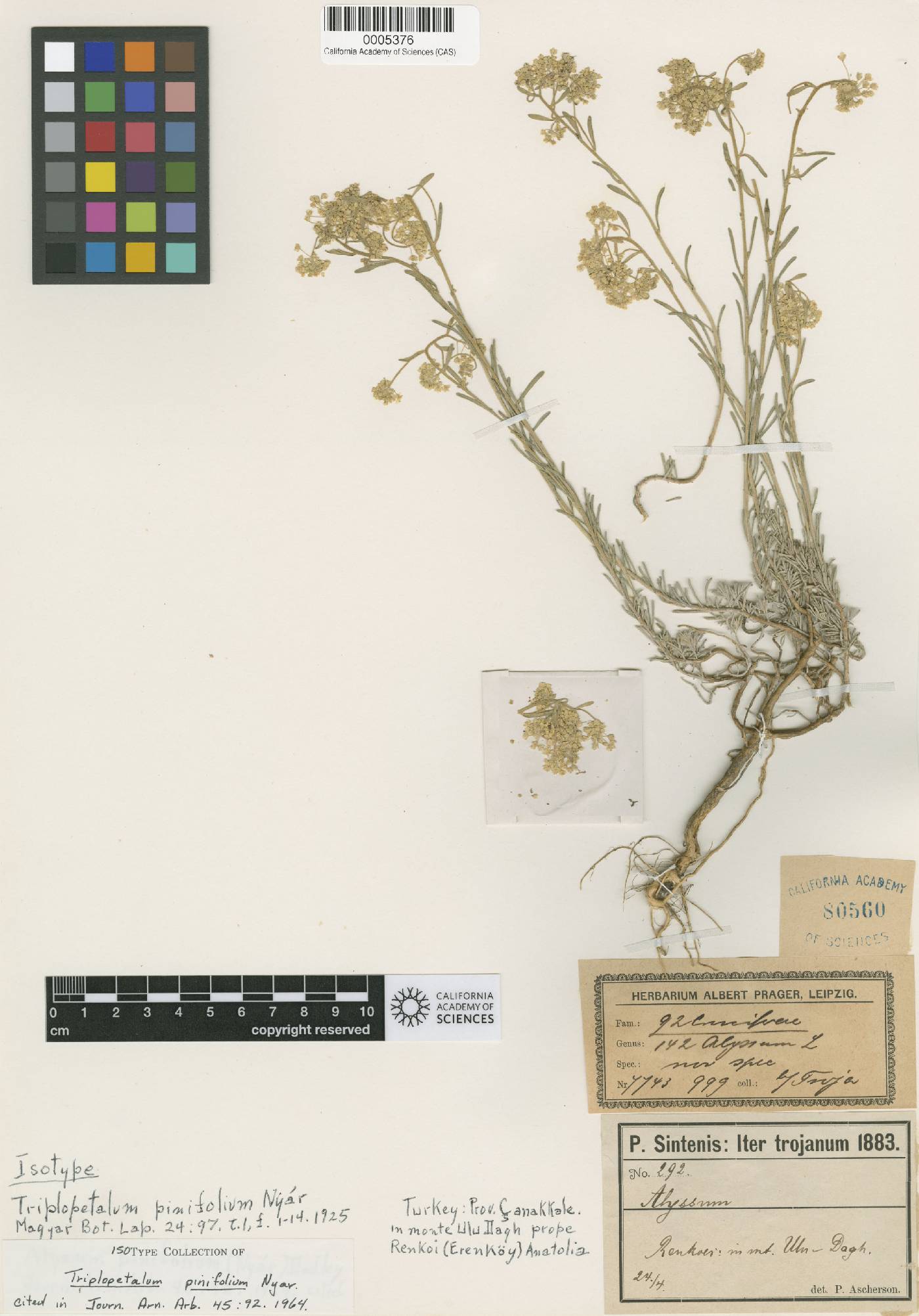 Alyssum pinifolium image