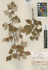 Image of Rubus aliceae