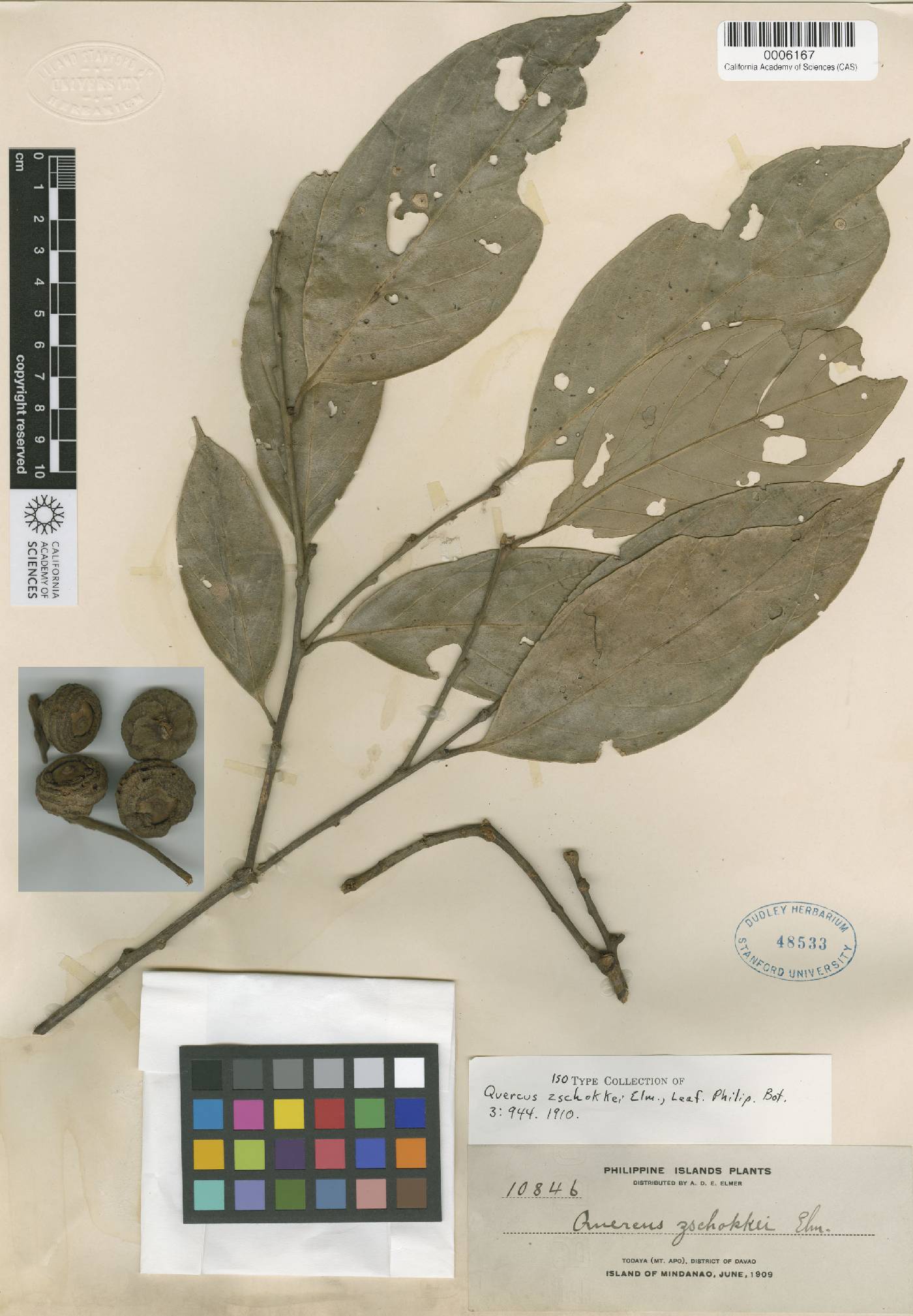 Lithocarpus glutinosus image