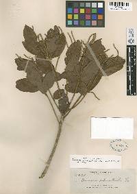 Image of Lithocarpus submonticola